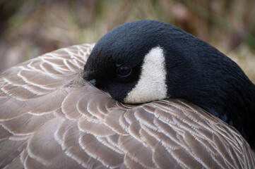 Canada Goose napping with his bill tucked into his wing feathers. Canada geese have established breeding colonies in urban and cultivated habitats, which provide food and few natural predators. © LoweStock