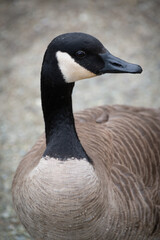 Canada Goose at Reifel Island Bird Sanctuary. This species is native to North America. It breeds in Canada and the northern United States in a wide range of habitats. 