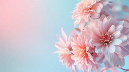 Fototapeta premium Flowers on a pastel background, room for text