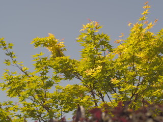 初夏の空に茂る緑