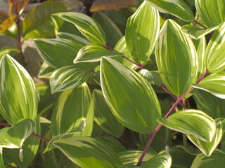 緑に茂るアマドコロの葉