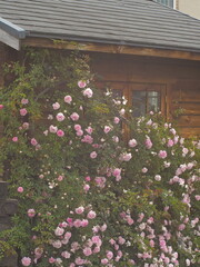 家の前に咲く薄いピンク色のガーデンローズの花々