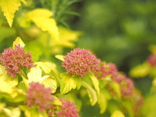 ピンクアナベルアジサイの蕾