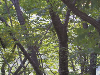 Fototapeta premium 生い茂る緑