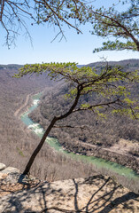 Canyon River View Through Forest Trees at New River Gorge National Park