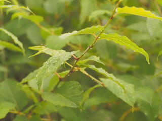 生い茂る薄緑色の葉
