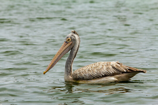 Pelican swims in the lake water
