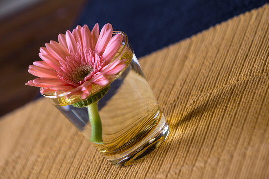 Beautiful pink gerbera flower placed in a glass of water