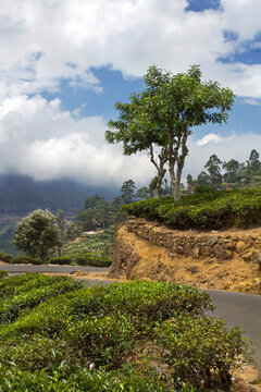 Beautiful rural landscape of road, tree and sky with clouds in Sri Lanka