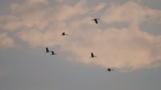 Bird flock flying on sky of sunset background