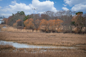 George C. Reifel Migratory Bird Sanctuary. The marshlands are home to migratory bird species and a popular travel destination for birders and nature lovers. British Columbia, Canada. 