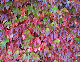 red leaves background
