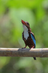 White throated kingfisher (Halcyon smyrnensis) with its prey