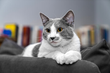 grey and white cat portrait. Muzzle of a gray fluffy cat close-up lying on the couch or sofa or bed. grey background. big eyes. copy space. pet ownership, pet friendship concept. Pet portrait.