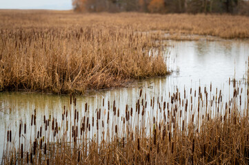 Beautiful marshland with reeds and cattails in the Fraser River Delta. By producing large quantities of wind-dispersed seeds, cattail can colonize wetlands across landscapes.