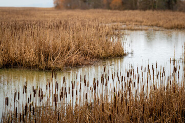 Beautiful marshland with reeds and cattails in the Fraser River Delta. By producing large...