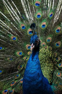 Close up photo of a blue indian peacock