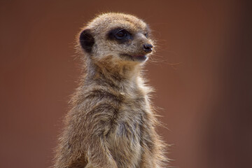 Detailed portrait of an adult meerkat showing facial features and thick fur in detail.