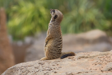 Adult full grown meerkat sat upright on a rock whilst looking up to the sky for predators.