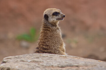 Fototapeta premium Alert meerkat hiding behind a rock whilst on guard and watching for predators.