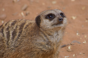 Cute adult meerkat looking up and showing it's big beautiful eyes and facial features.