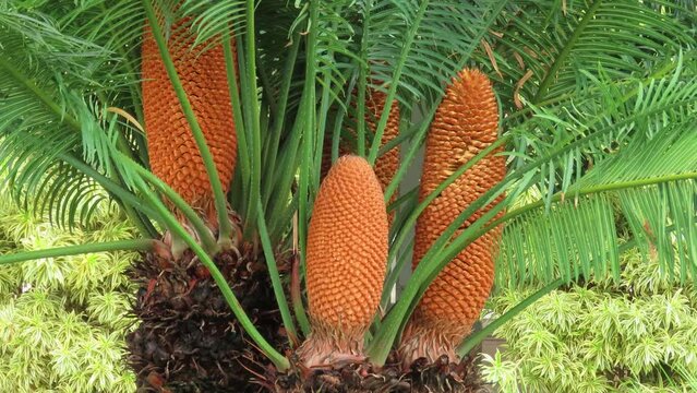A group of Sago Palm (Cycas revoluta).