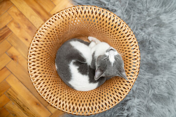 Cute gray and white cat lying, sleeping, playing in a yellow wicker basket on a shaggy mat carpet...