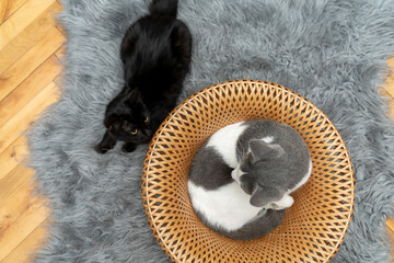 Cute gray and white cat lying, sleeping, playing in a yellow wicker basket on a shaggy mat carpet at home. Cat looking up and focusing. pet ownership, pet friendship concept. top view