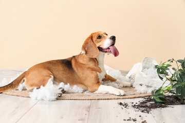 Naughty Beagle dog with torn pillow and overturned houseplant lying on floor near beige