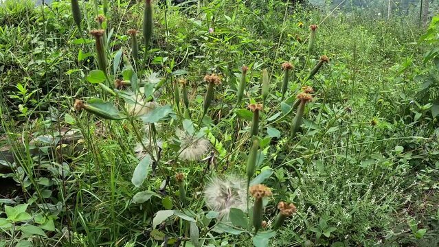 Yerba Porosa (Porophyllum ruderale, Bolivian coriander, quillquina, killi, papalo, tepegua). This a plant that is used medically to reduce swelling of infected injuries