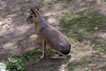 Grosser Mara oder Grosser Pampashase (Dilichotis patagonum)