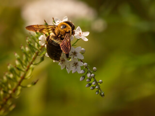 Eastern Carpenter Bee, Xylocopa virginica, gathering pollen from white flowers