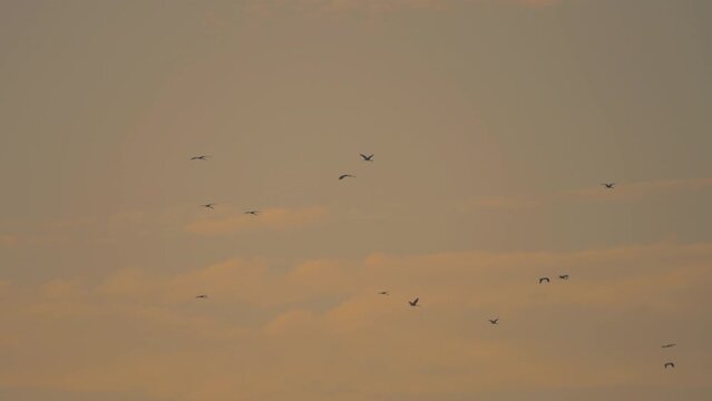 Bird flock flying on sky of sunset background