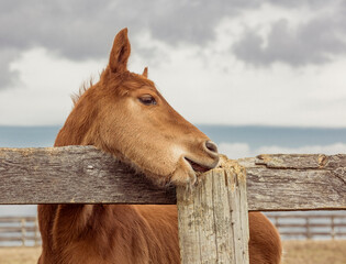 A young foal chewing on a wooden post outdoors with a stormy sky.