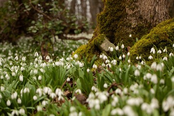 Spring forest with first winter flower