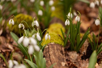 Spring forest with first winter flower