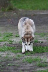 gray wolf lupus