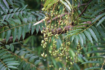 Toona sinensis (Chinese mahogany, Chinese cedar, Chinese toon, beef plant, onion plant, red toon)....