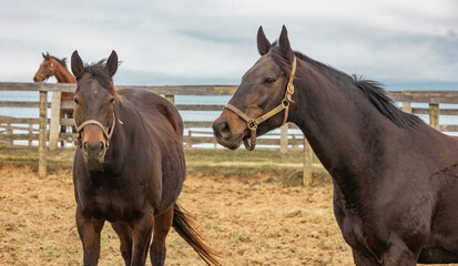 Two bay Thoroughbred broodmares standing close to each other in a pasture with another mare in a different field.