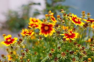 Golden yellow and orange-red tickseed or coreopsis flowers blooming in a garden