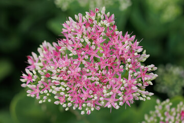 Pink hylotelephium, or stonecrop flower close up