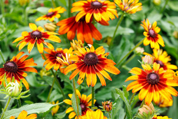 Yellow and dark orange bicolor rudbeckia hirta flowers blooming in a garden