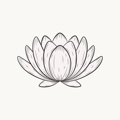 Lotus flower. Water lily on a white background. Hand-drawn botanical vector illustrations