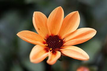 Orange dahlia flower close up