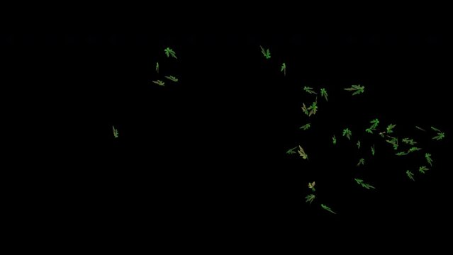 Leaves In The Wind On Alpha.
Fallen leaves swirl around and fall off the bottom of the frame on a transparent alpha channel background.