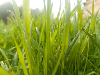 a close up of some green grass with a blurry background. Green grass background texture. fresh spring green grass. a close up of a green plant in a field