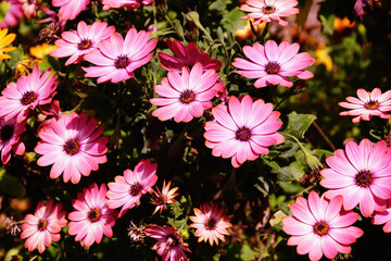 Colorful spring garden