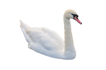 White swan isolated png