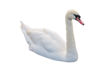 White swan isolated png
