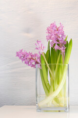 Hyacinths in a glass vase